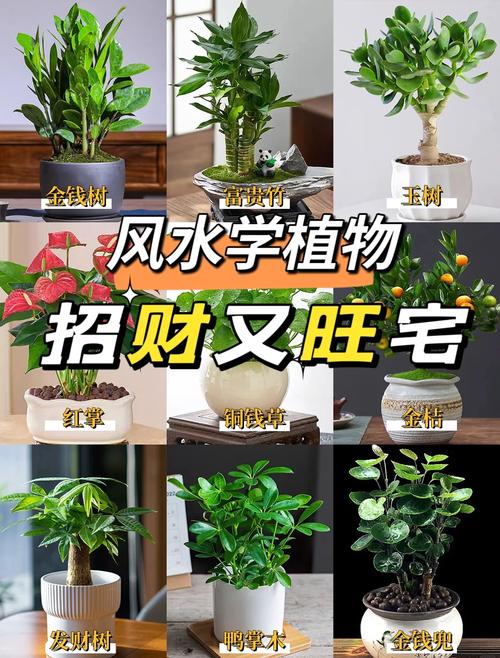 公司財位擺什么 宜擺綠色植物或吉祥物