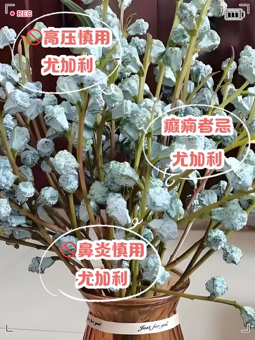 干花為啥不吉利 擺放干花有什么禁忌