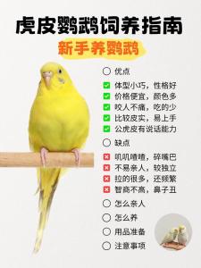 家里養(yǎng)什么鳥可吸風(fēng)水旺財  金絲畫眉虎皮鸚鵡最佳