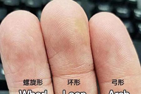 雙箕斗紋圖片，雙箕斗紋是什么樣子？