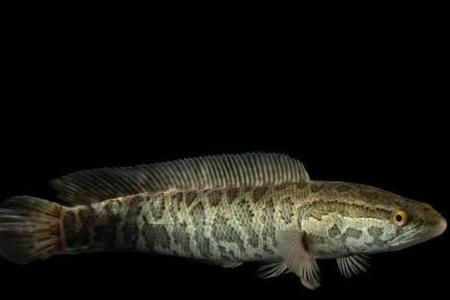 養什么魚最旺財  黑摩利魚遮擋煞氣
