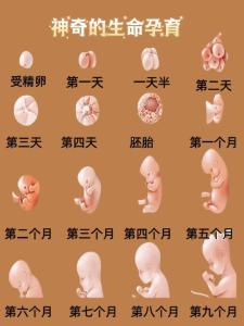 農歷10月初一出生的人命運 十月初一出生為天胎