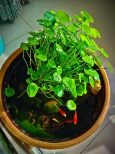 水命的人家里適合放什么 什么植物