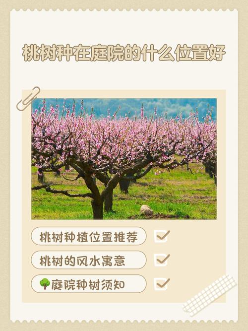 核桃樹種在院子里好嗎 在風水里的寓意吉利嗎
