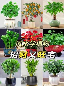 養什么花招財并聚財 招財花有哪些