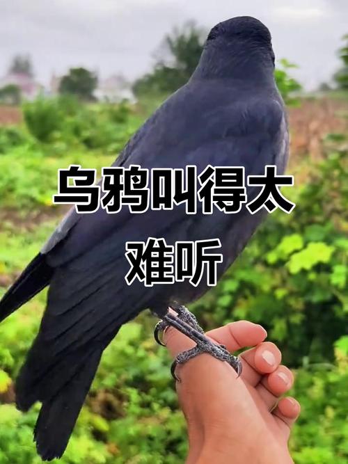 突然聽到烏鴉叫有什么征兆嗎  家庭不和倒霉不斷
