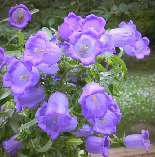 6月22日生日花-風鈴草