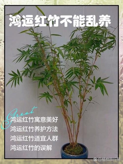 門口種竹子風水十大禁忌