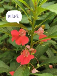 8月10日生日花-鳳仙花