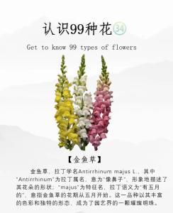 7月12日生日花-金魚草