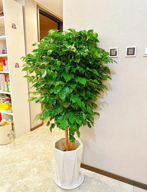 三種最旺家的綠植 養什么植物對家里氣運好