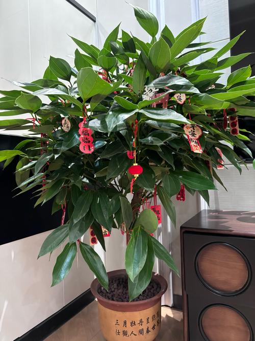 家里種植什么植物旺財 平安樹象征好運