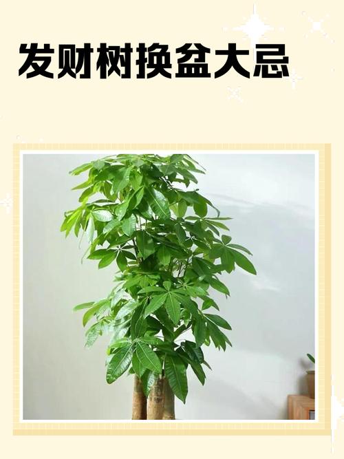 八方來財樹和發財樹哪個招財好 發財樹放客廳大忌