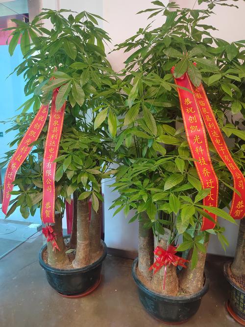 店門口兩邊擺什么植物好  招財(cái)樹增加財(cái)富