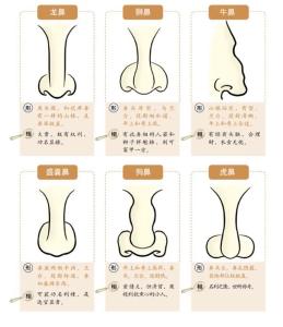 旺財鼻子什么樣子