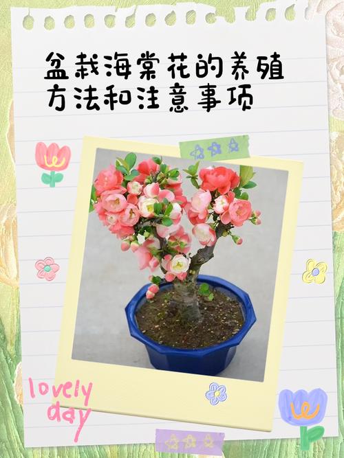 海棠花盆栽的養(yǎng)殖要點有哪些