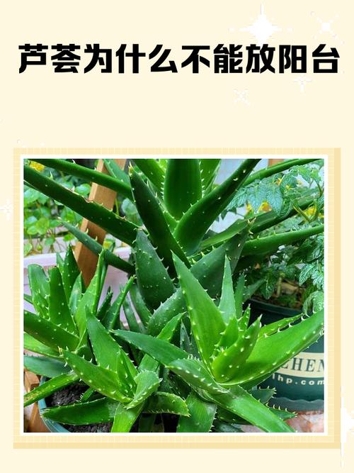 蘆薈擺放家里什么位置 放陽臺可以吸收負能量