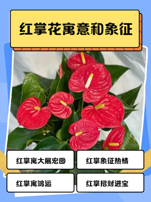 紅掌風水擺放禁忌 有什么寓意