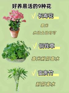 好養的花有哪些,什么花最好養?