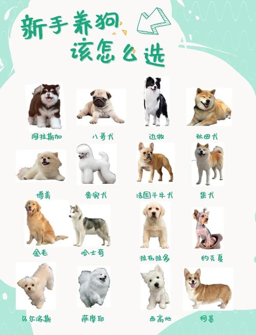 結(jié)合氣運(yùn)教你如何來養(yǎng)寵物狗  養(yǎng)狗的大門最佳方向講究
