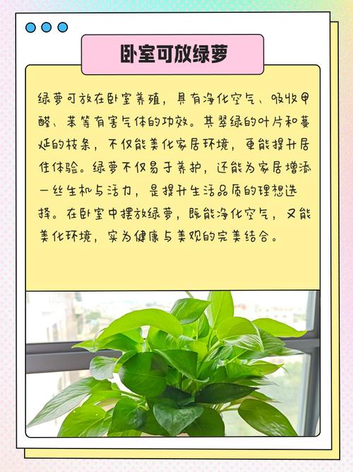 臥室擺放氣運(yùn)植物要訣  適合擺放什么植物