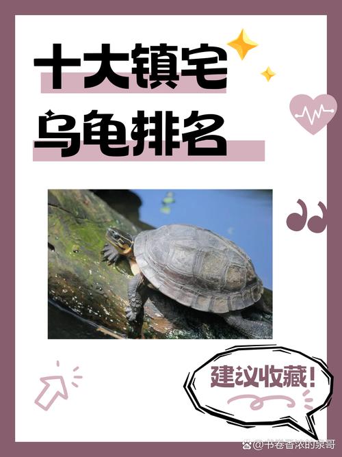 養(yǎng)龜?shù)臍膺\(yùn)講究  龜為何能夠化煞