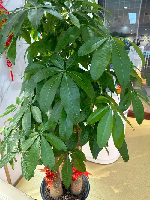 店鋪里放什么植物聚財 店鋪門口擺什么植物好