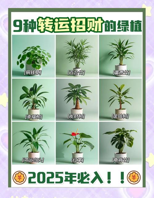 陽臺養十種花最好旺財 招財又好養的植物