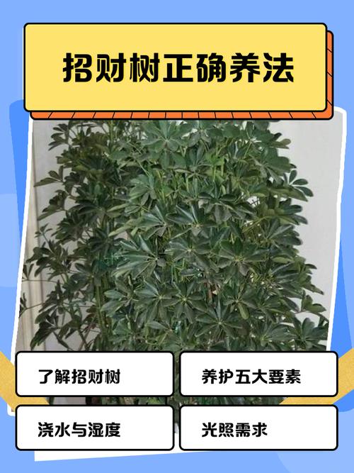 如何布藏風納氣招財局 發財樹放財位能聚財生旺