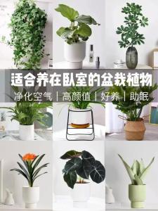 最適合在臥室養的植物有哪些  7種適合臥室養的植物