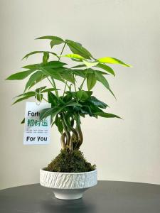 店鋪放什么植物旺財(cái) 店內(nèi)不宜擺放過(guò)大綠植