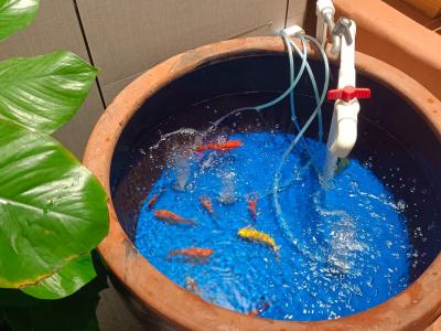 招財(cái)魚缸放在哪 風(fēng)水魚都有哪些品種