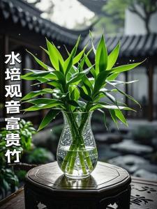 觀音竹富貴竹哪種放客廳好 觀音竹和富貴竹招財(cái)進(jìn)寶