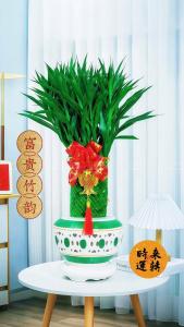 店鋪門口擺放什么植物招財 富貴竹怎么水養才旺盛