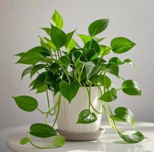 氣運(yùn)上適合放在臥室的綠植 抗菌解毒作用大