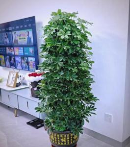 店鋪怎樣招財 擺放綠植可以提升店鋪財運