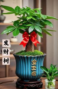 八方來(lái)財(cái)樹(shù)氣運(yùn)好嗎 八方來(lái)財(cái)樹(shù)是發(fā)財(cái)樹(shù)嗎