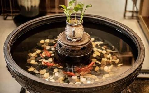 金魚缸堪輿宜忌有哪些&nbsp;尾數功能魚算不
