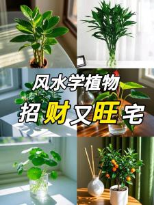 客廳放什么植物旺財 堪輿旺宅最佳