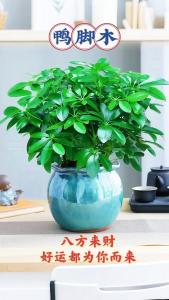 屋前種什么樹(shù)最旺堪輿旺家運(yùn)  搖錢(qián)樹(shù)帶來(lái)財(cái)運(yùn)