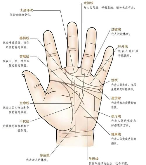 手相智慧線和生命線分開有什么含義？