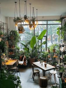 店面適合擺放什么植物