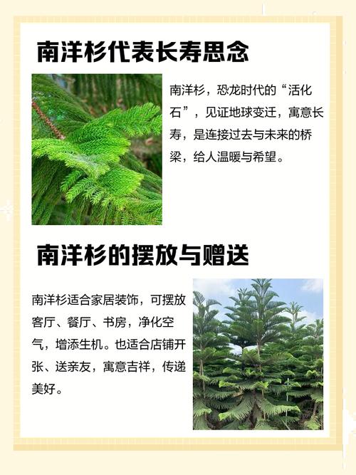 南洋杉寓意什么風水,南洋杉在家居中的作用有哪些?