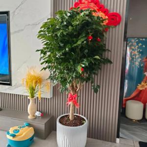 搬家送什么綠植比較好,友人喬遷新居,送什么盆栽比較好