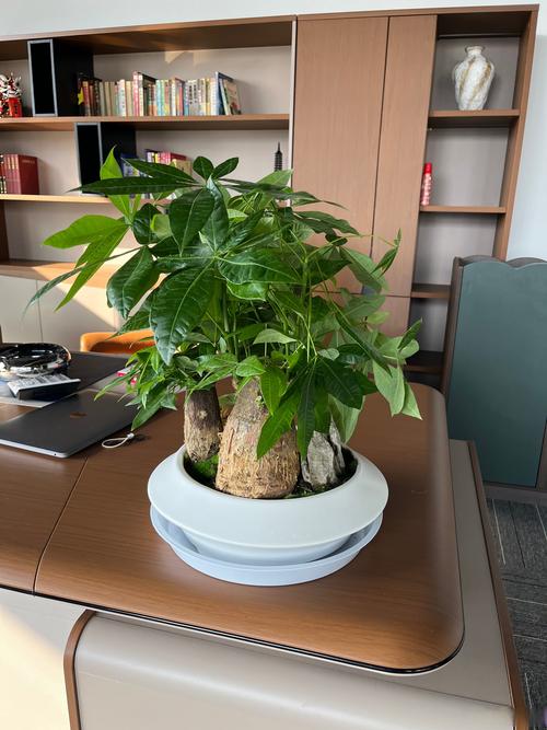 辦公室桌面小盆栽你擺對了沒