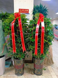 店鋪門前種樹有什么風(fēng)水影響