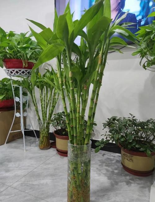 這些風水植物可幫你招桃花