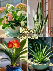 臥室養(yǎng)花風(fēng)水大忌 臥室里養(yǎng)適合放什么花好