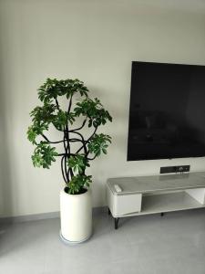 綠色植物的正確擺放有利于提升客廳風水