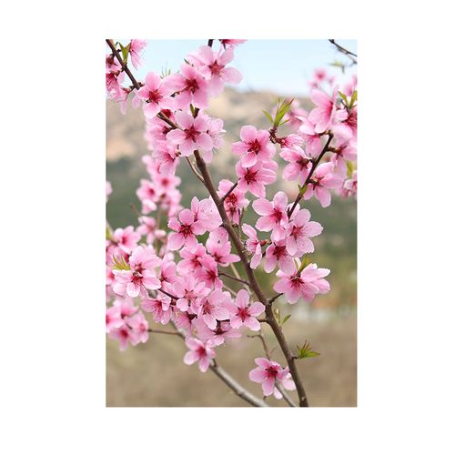 臥室桃花風水